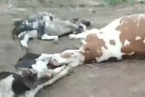 В Котельничском районе нашли свалку с десятками мертвых коров и телят