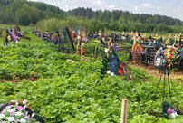 «Борщевик заполонил и кладбища»: как в Кирове будут бороться с ядовитым растением