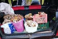 «Четыре ведра за четыре часа»: куда идти за грибами в Кировской области