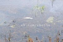 В Котельниче заметили массовую гибель рыбы в реке