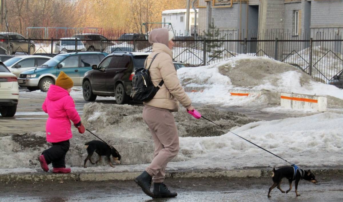 Куда обращаться, если обнаружили животных без хозяев в Кирове