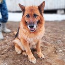 В Кировской области собакам-пенсионерам ищут новых хозяев
