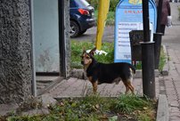 В Кирове владелец собаки, которая укусила ребёнка, заплатит штраф 500 рублей
