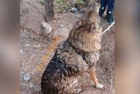 Школьники из Котельнича помогли спасти, упавшую в колодец собаку