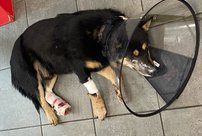 Полиция не будет наказывать кировчанина, который изувечил пса Рекса газонокосилкой