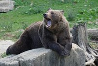 Медведь держит в страхе жителей поселка в Кировской области