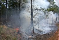 В Кировской области за сутки зафиксировали два новых лесных пожара