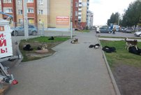 В мэрии Кирова прокомментировали участившиеся случаи нападения бездомных собак