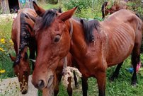 По поселку Рехино скитается стадо бесхозных лошадей: «Голодные и в репейнике»