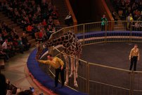 В Кирове возобновляются цирковые представления
