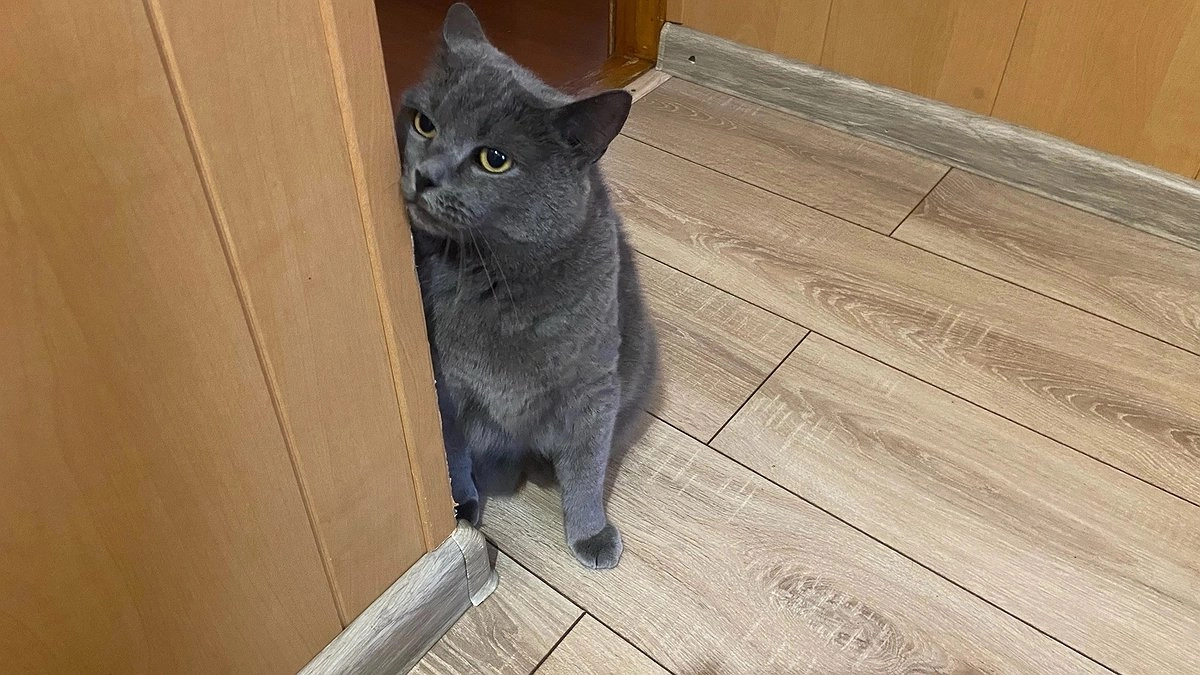 Почему кошки с ума сходят от закрытых дверей? Правда, которую скрывают сами пушистики