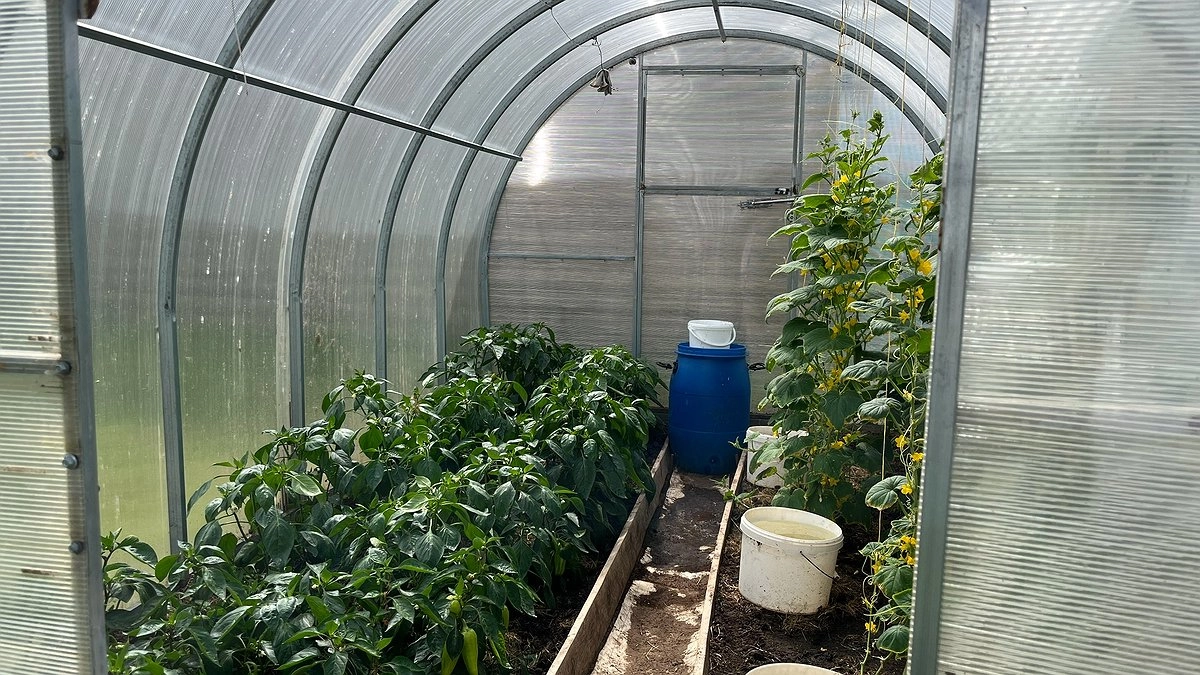 Главная картинка новости: 3 главные ошибки всех садоводов: из-за этого поликарбонатная теплица разваливается за три года — а дачники даже не догадываются