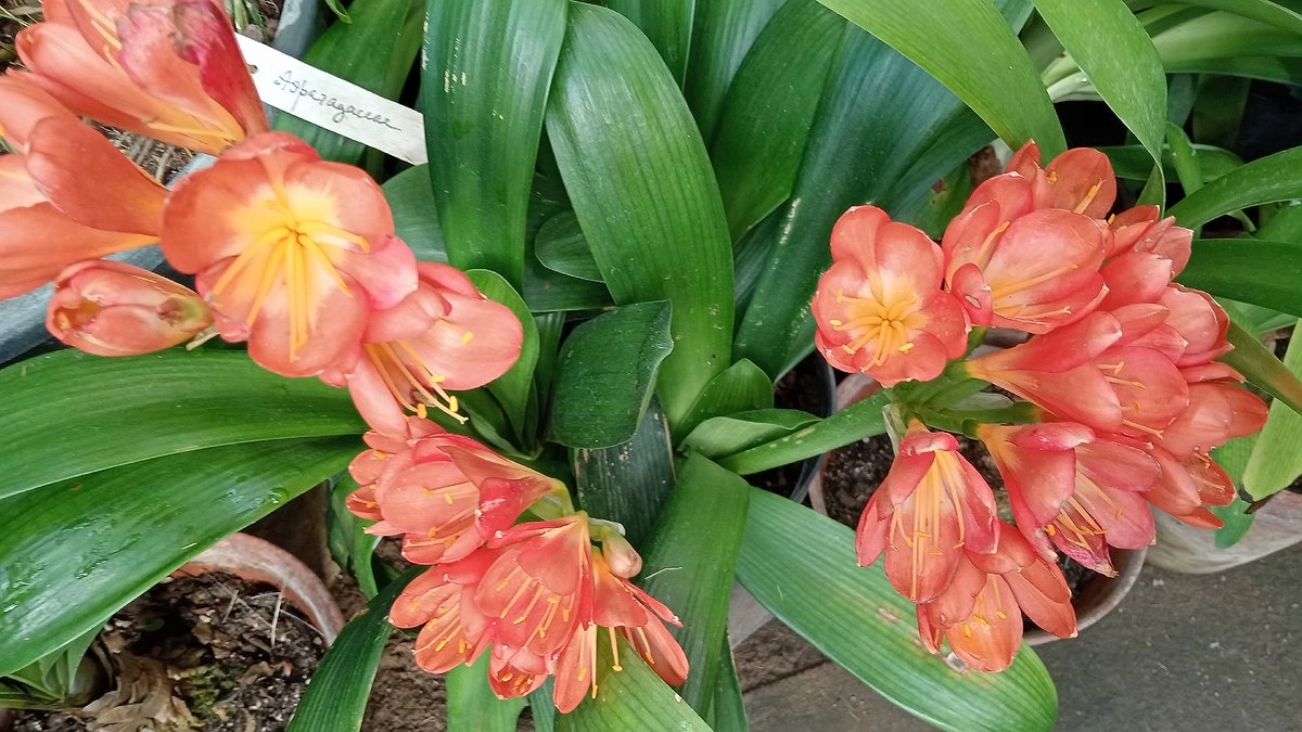 Бархатцы и петунии ушли в прошлое: альтернатива для цветника на 10 лет без пересадки – 8 дивных экзотических многолетников