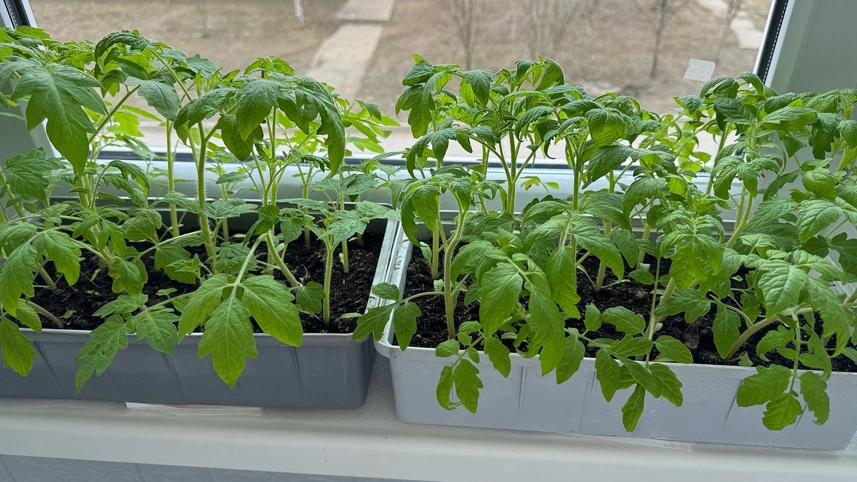 Каждый март сею именно эти томаты: 5 мясистых сортов, которые никогда не подводят с урожаем - делюсь опытом