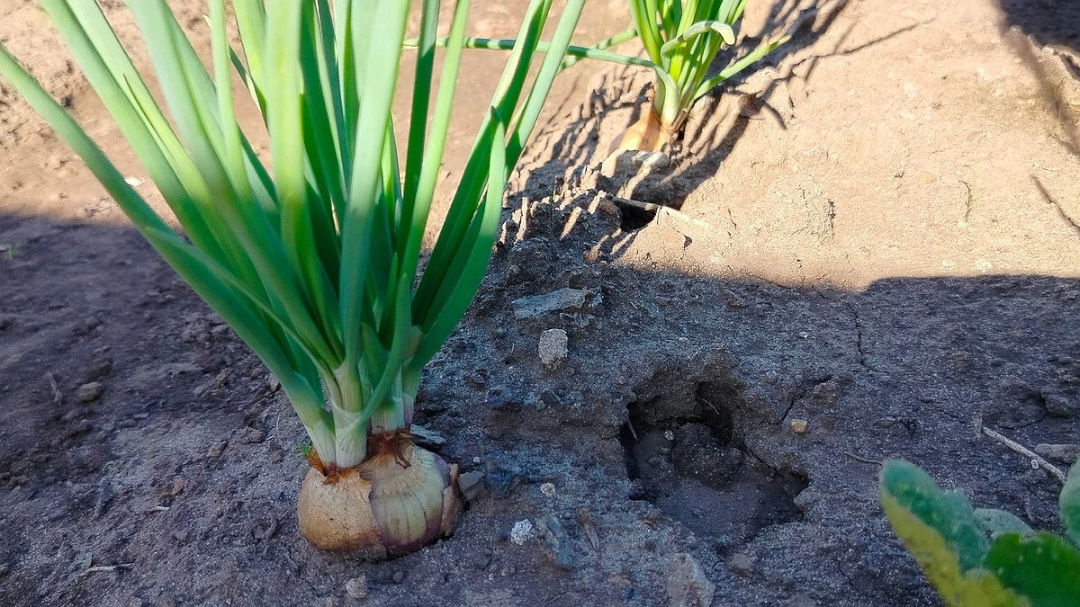 Что делать с грядками после уборки чеснока и лука: 35 минут и супер плодородная грядка на будущий год готова