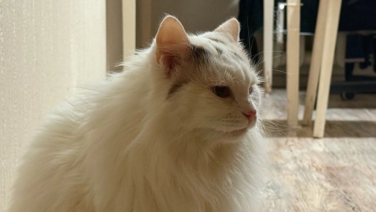 Главная картинка новости: Как долго кошка помнит хозяина: правда о разлуке, которая шокирует даже опытных владельцев