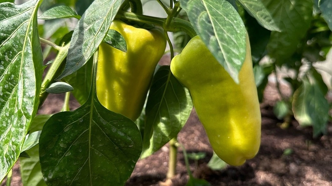 Вырастет до 5 кг сладкого перца с куста: 1 литр домашней "бодяги" - агроном раскрыл рецепт