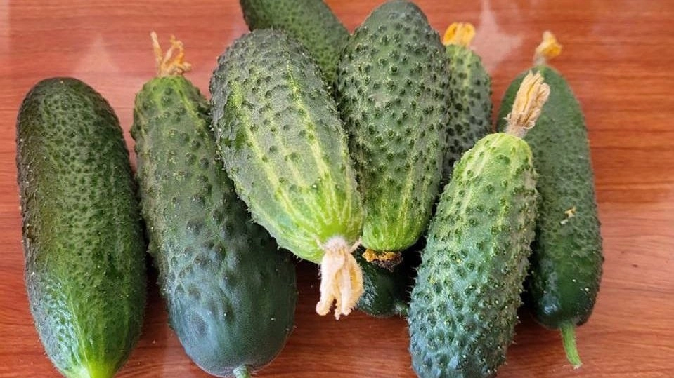 Главная картинка новости: Жаль, что раньше не знал, как правильно хранить огурцы свежими 5-6 месяцев до самого Нового Года без консервации