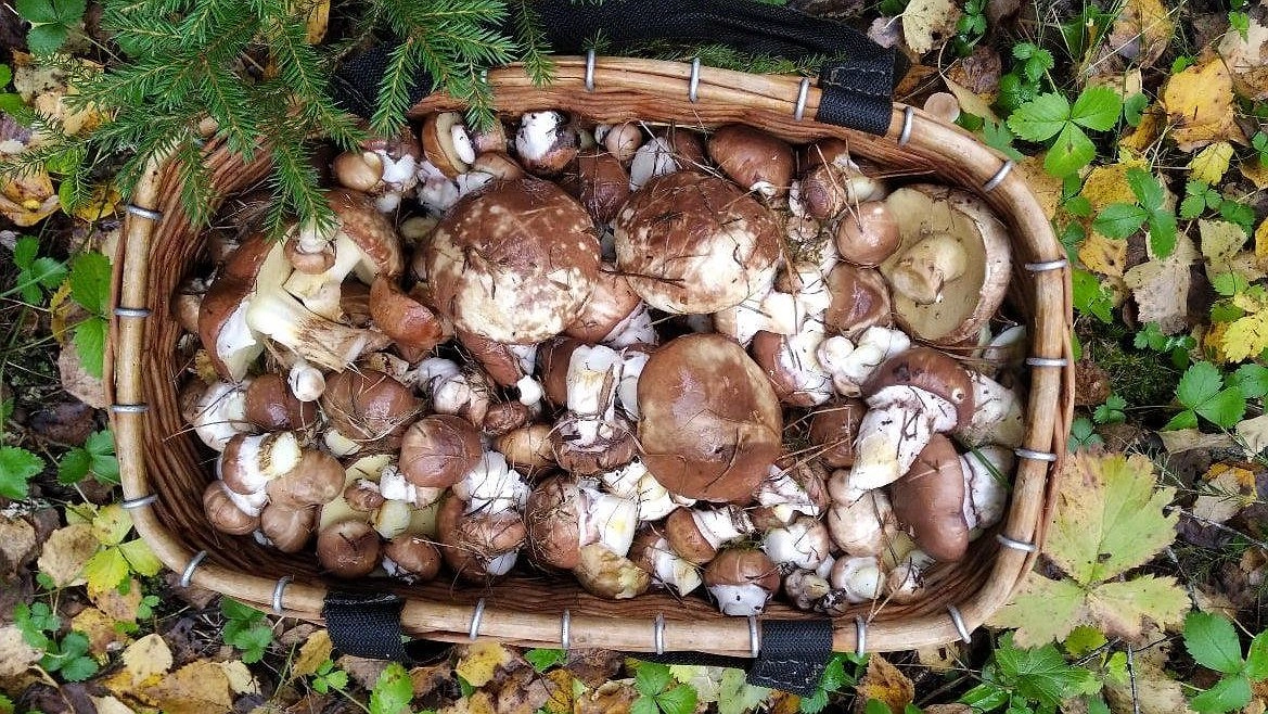 Белый гриб может убить: скрытая опасность любимого деликатеса, о которой молчат грибники