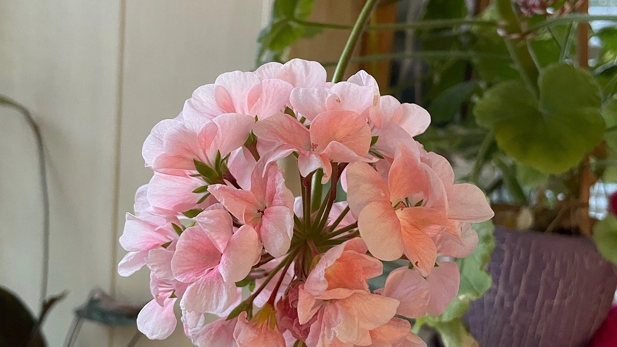 Добавляю в герань по осени: даже чахлое растение пышно зацветает и зеленеет