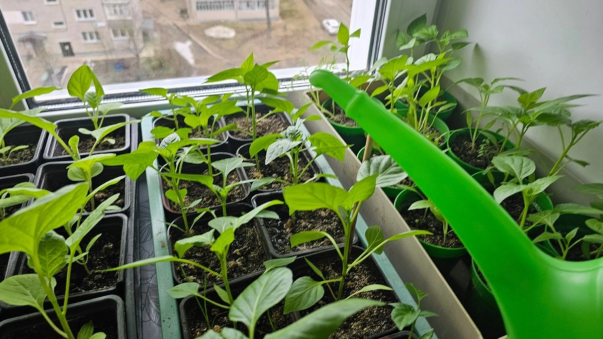 Китайский способ подкормки, который я проверила: рассада "жиреет" без дорогих удобрений и стимуляторов