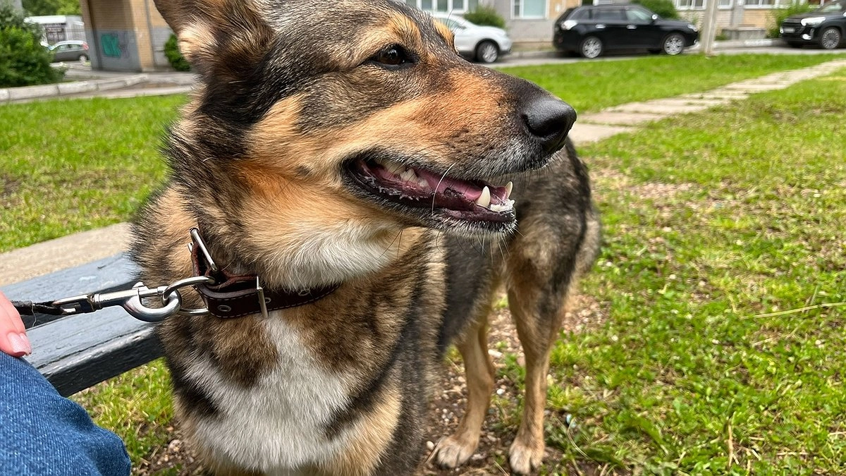 За июнь кировские собаководы получили штрафов на 400 тысяч рублей