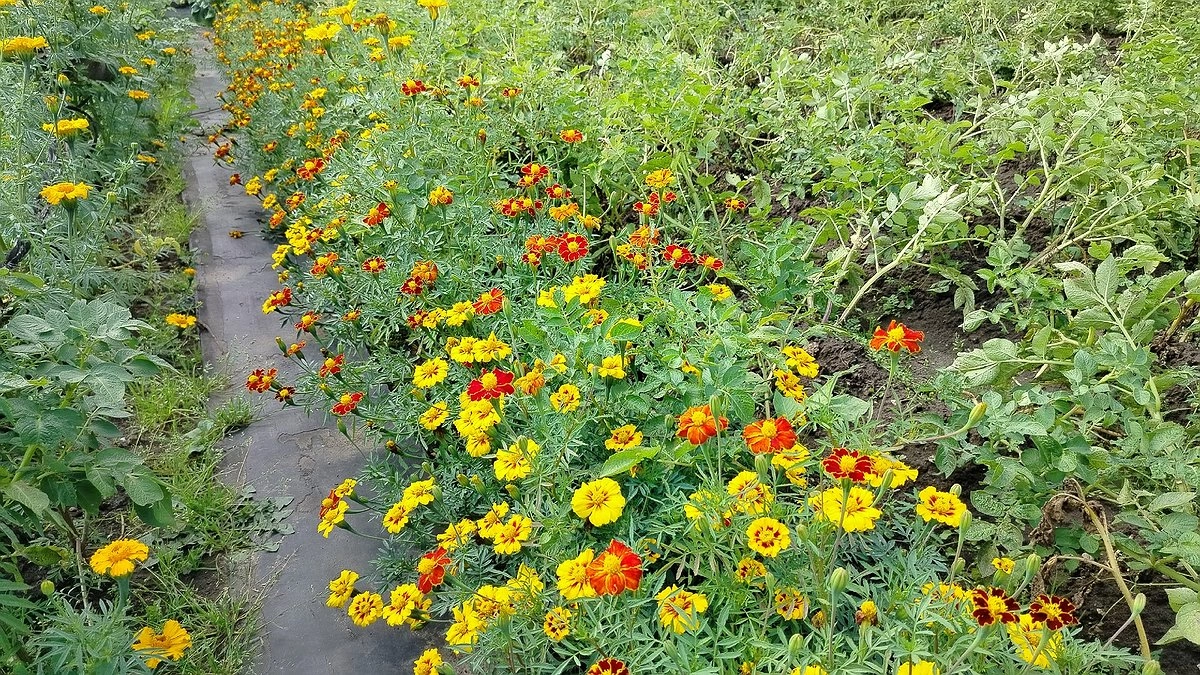 Главная картинка новости: Никогда не высаживайте бархатцы на огороде. 7 причин, которые удивят даже самых опытных садоводов