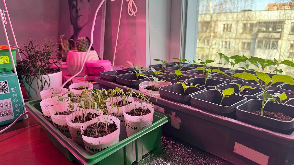 Большинство дачников пикирует слишком поздно: агроном назвал лучший момент для томатов и перца - ничего "болеть" не будет