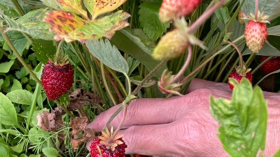 Вот чем поливаю клубнику в октябре, чтобы летом собрать богатый урожай. Советы агрономов