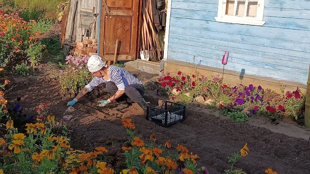 Хуже борщевика: как вредное растение из Америки захватывает Россию - берегите свой дачный участок