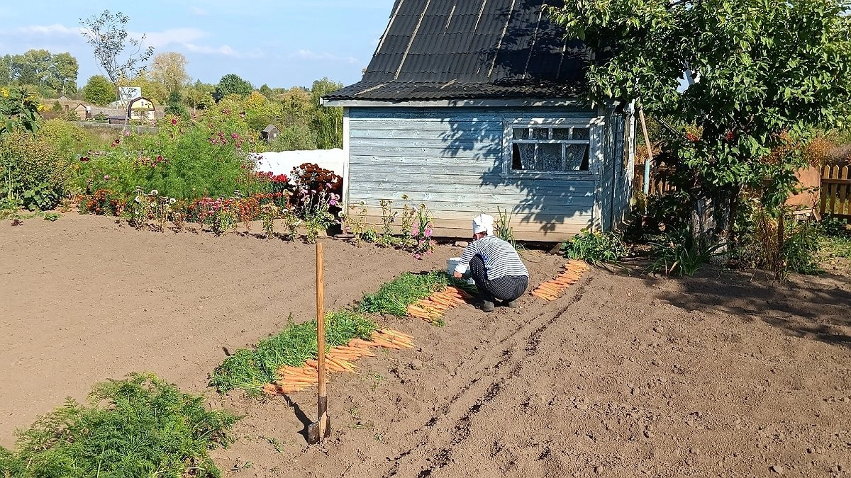 Главная картинка новости: Чернозём за копейки: 1 «пузырёк» заменит 100 кг навоза - проливаю все грядки сразу после уборки урожая