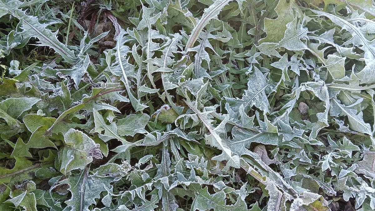 Мокрый снег и заморозки до −5°C: один из регионов России накрывает погодная аномалия — готовьтесь заранее