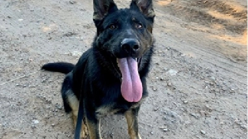 В Кировской области ищут нового хозяина для четырехлетней овчарки из полиции