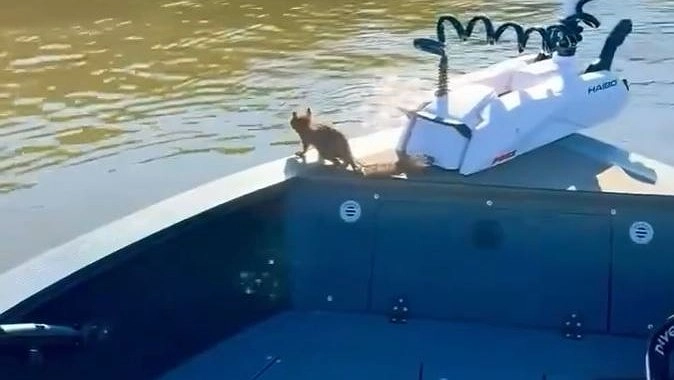 В Кирове бельчонок прокатился на лодке рыбака как заправский пассажир