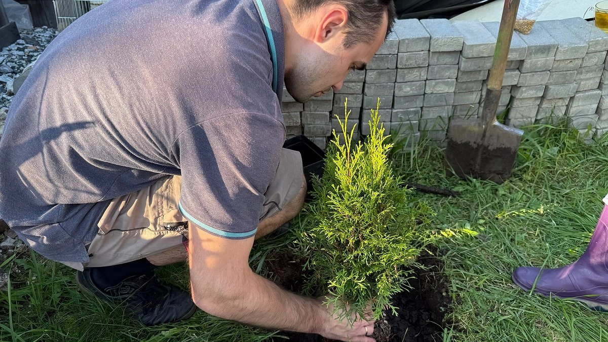 Опасные соседи: какие деревья нельзя сажать рядом с домом и почему