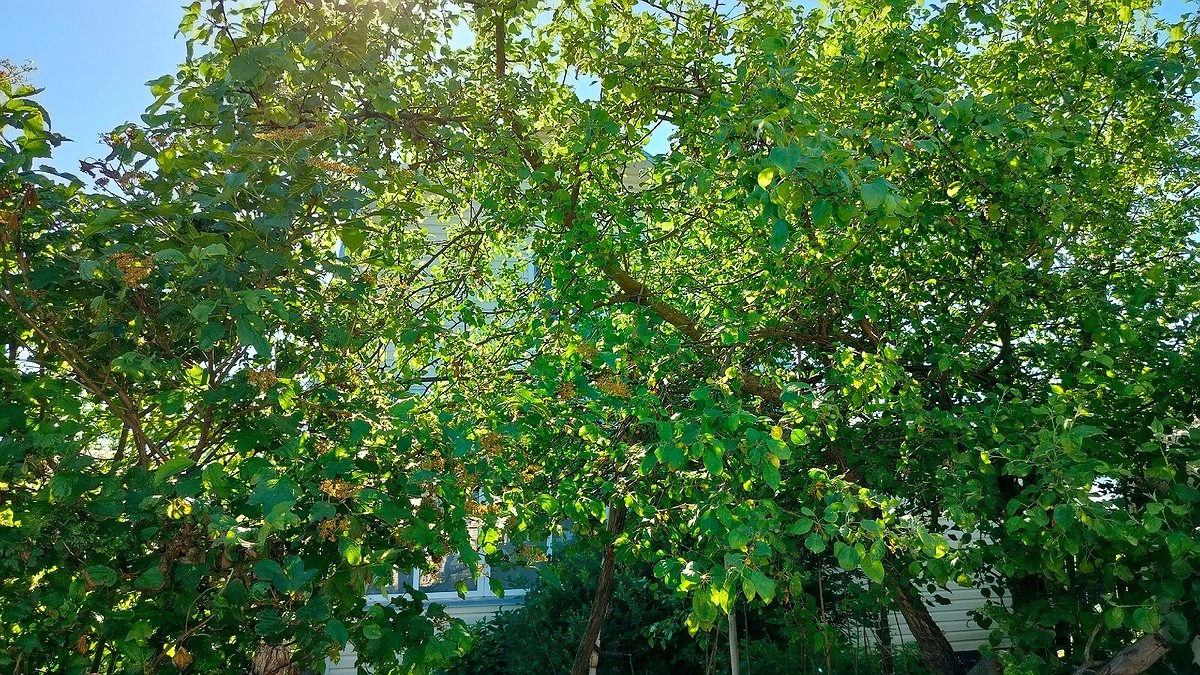 Просто сыплю под яблоню в августе: на следующий год урожай увеличивается вдвое