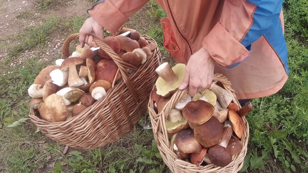 Можно ли замораживать грибы сырыми или сначала отварить: это стоит запомнить раз и на всю жизнь