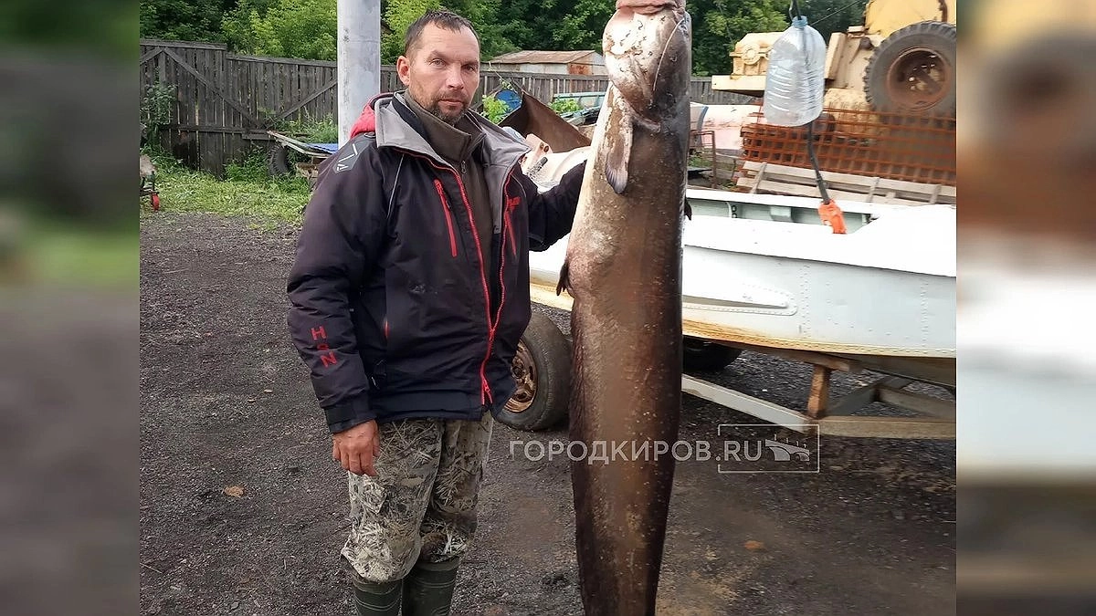 Житель Котельнича поймал сома в 32 кило одной рукой
