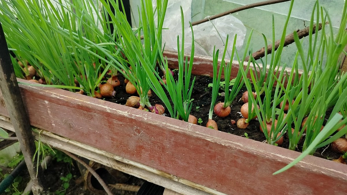 Что делать, если весь лук ушел в стрелку: рабочие способы получить урожай из застрелковавшегося лука