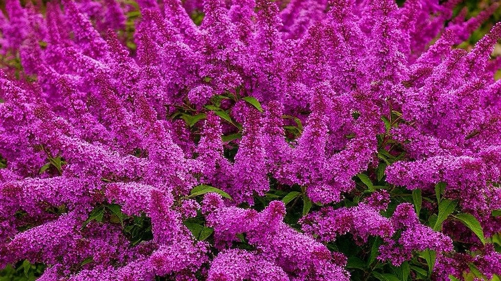 Этот невероятный многолетник затмит все известные вам цветы: пышные лиловые облака цветут до октября