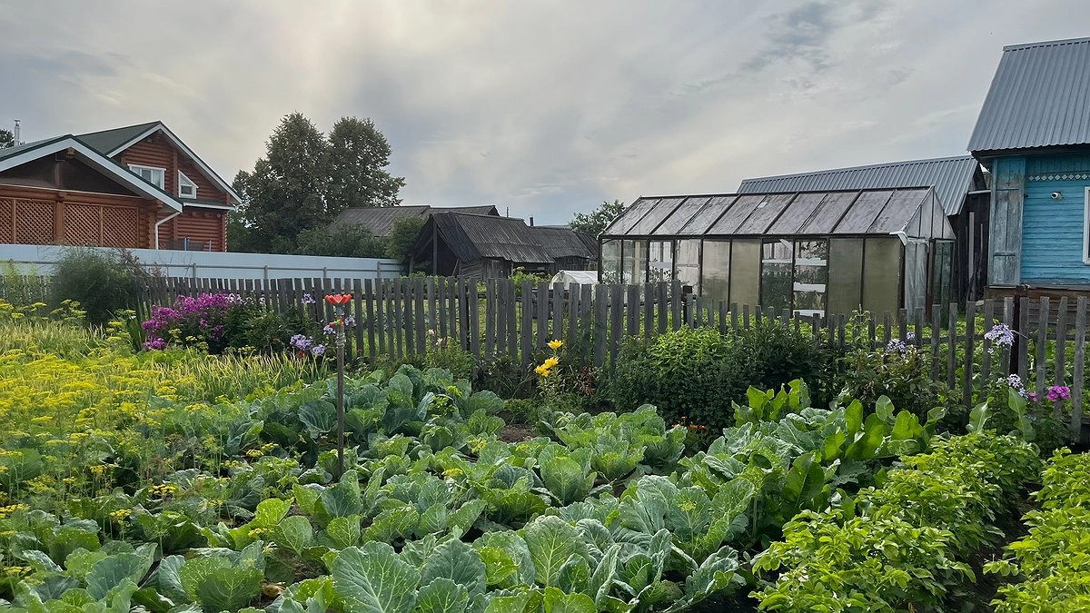 Чем я обрабатываю почву после уборки урожая, если растения сильно болели