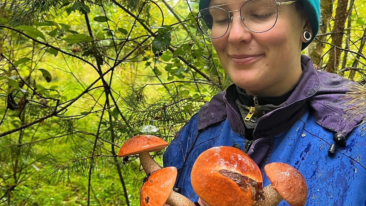 Всю жизнь сушил не те грибы: список «непригодных» видов для сушки