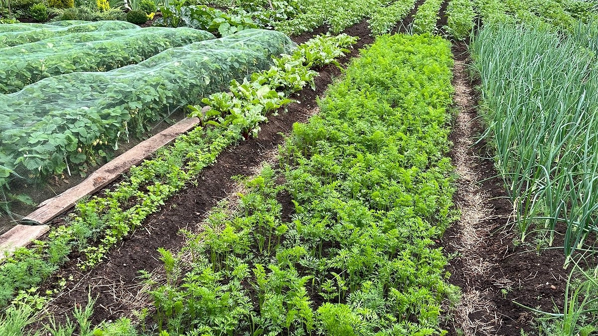 Прополке точка нет - 3 метода искоренения пырея с грядок: легко и просто