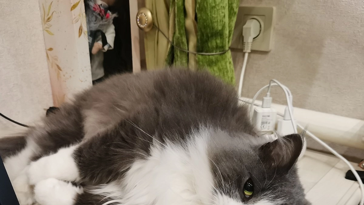 Главная картинка новости: Как реагирует кошка, когда её отдают на передержку чужим людям и что она при этом чувствует