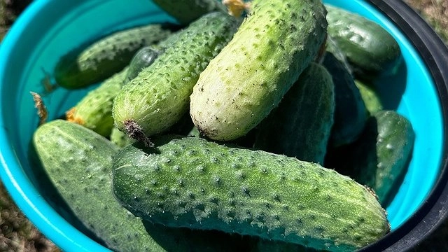 "Кормлю" огурцы содой, и уже 2 года собираю по 13 кило плодов с каждого куста