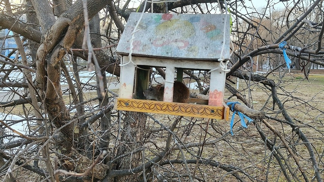 Жители Кирова сообщают о нашествии крыс на городской парк