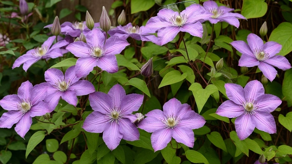 Посадил в апреле и забыл до самых заморозков: клематис Исаго — главный тренд 2026 для ленивых садоводов