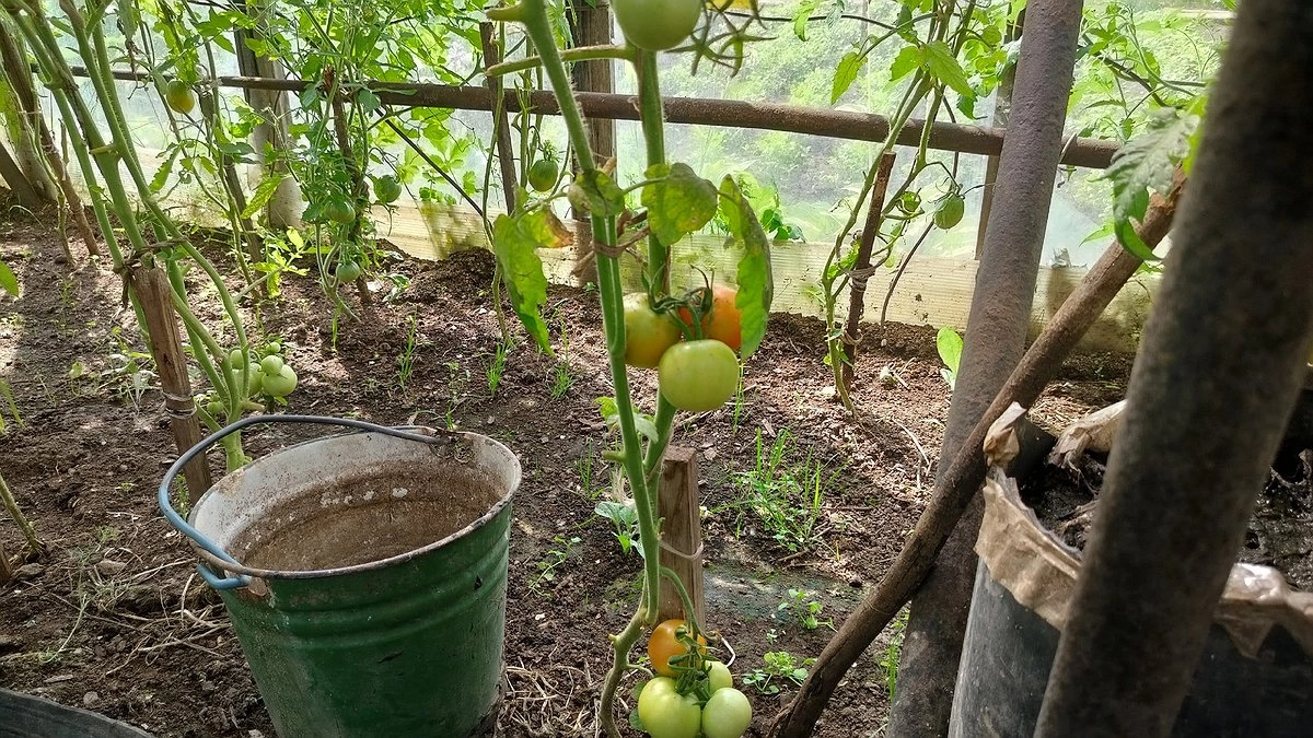 Что срочно нужно дать томатам во второй половине августа для здорового и крупного урожая: 1 из 5 подкормок спасёт весь урожай