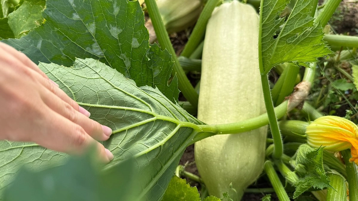 Эти 3 дико ранних сорта кабачков не перерастают, хранятся почти год: урожай собираю уже через месяц на зависть соседям