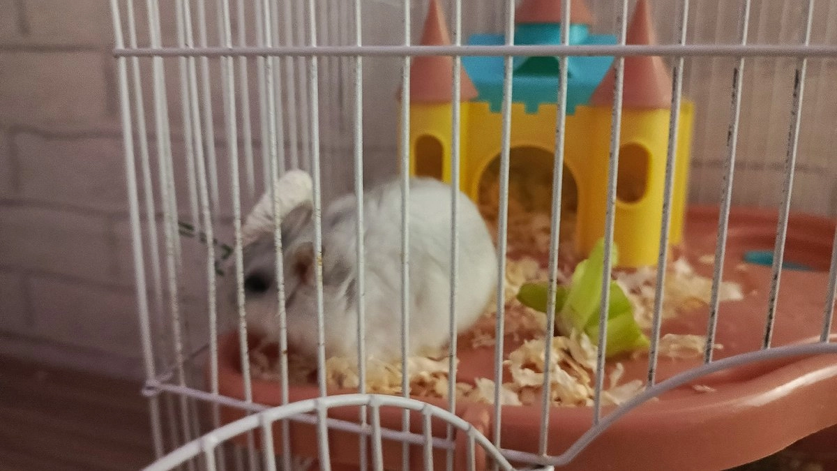 В Кирове морская свинка укусила хозяйку и едва не обрекла ее на штраф